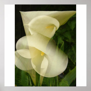 Póster Calla Lily de doble exposición