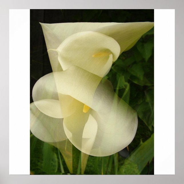 Póster Calla Lily de doble exposición (Frente)