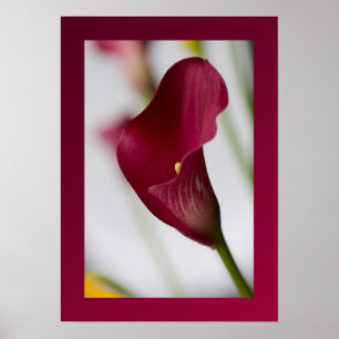 Póster Calla lily Poster