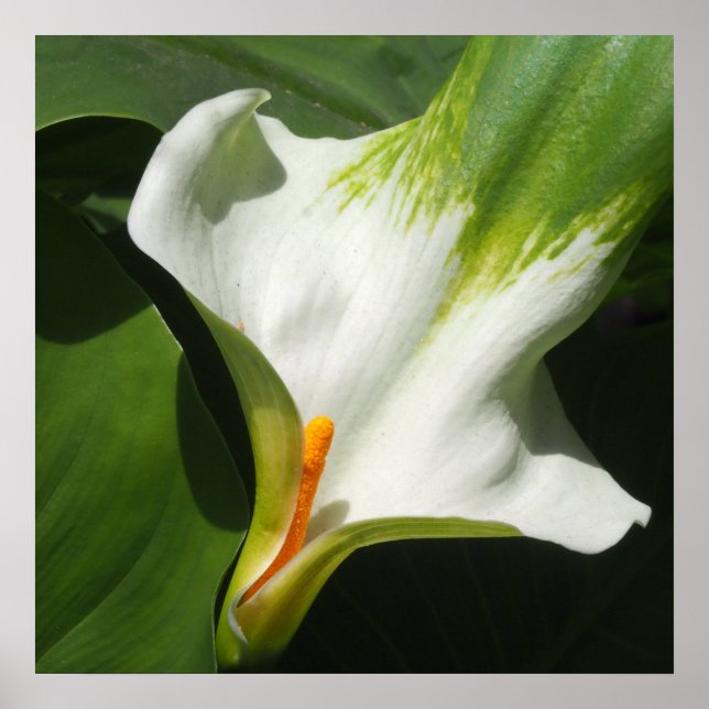 Póster Calla Lily, Zantedeschia (Frente)