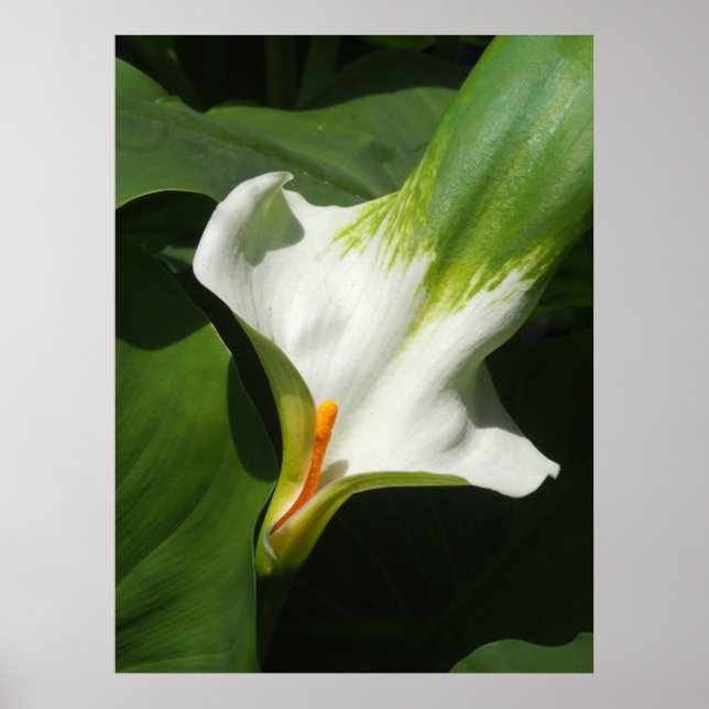 Póster Calla Lily, Zantedeschia (Frente)