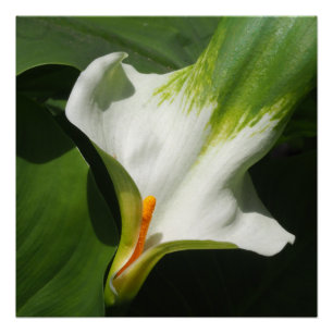 Póster Calla Lily, Zantedeschia