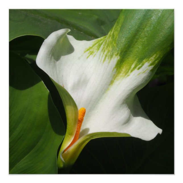 Póster Calla Lily, Zantedeschia (Anverso)