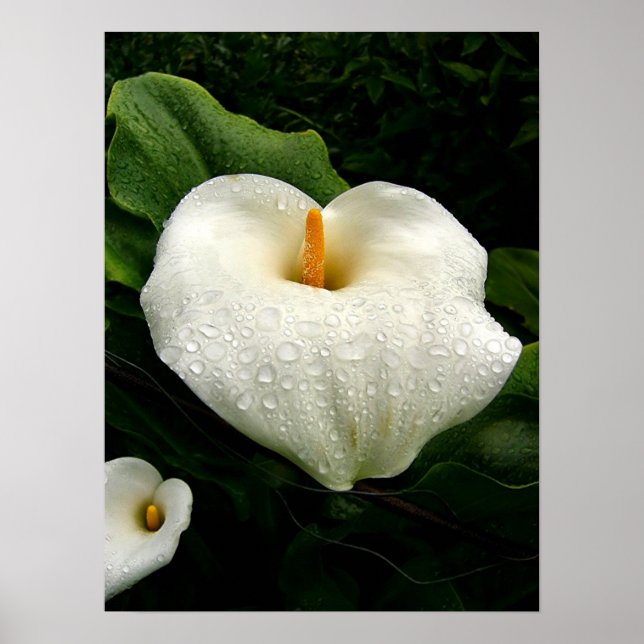 Póster Calla Lilys (Frente)