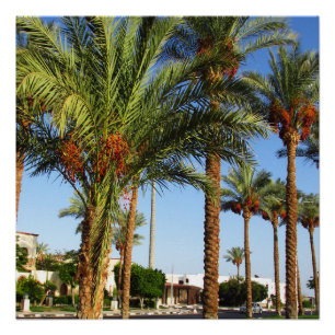 Póster Calle de palmeras datileras en la ciudad de Sharm 