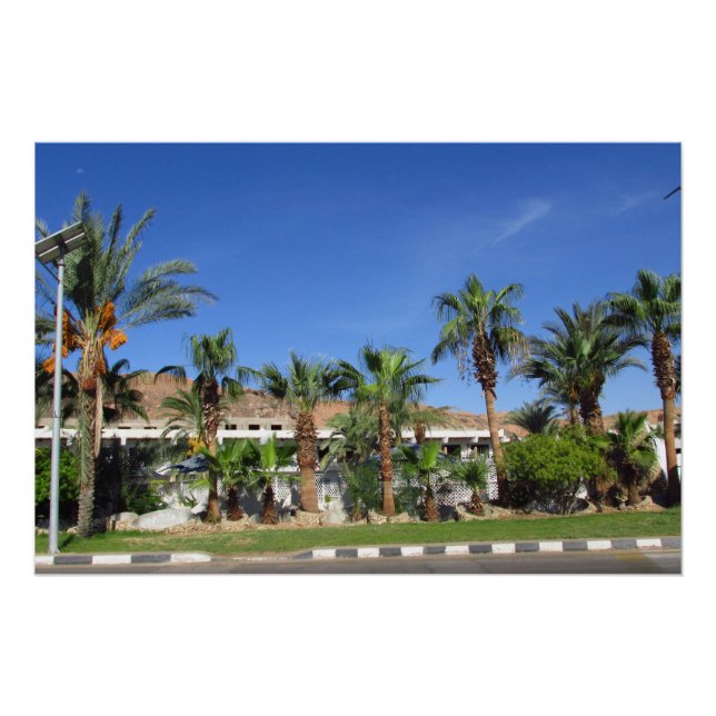 Póster Callejón de palmeras datileras (Anverso)