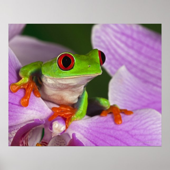 Póster Callidras agalychnis. (Frente)