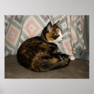 Póster Callie Gato en Sofá