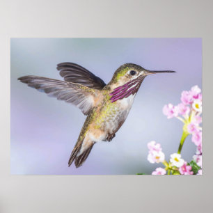 Póster Calliope Hummingbird en vuelo