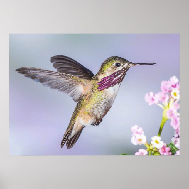 Póster Calliope Hummingbird en vuelo (Frente)