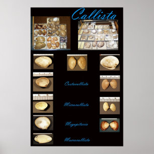 Póster Callista