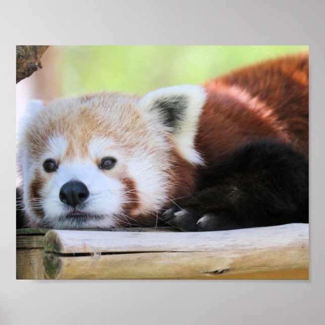 Póster Calma (Frente)