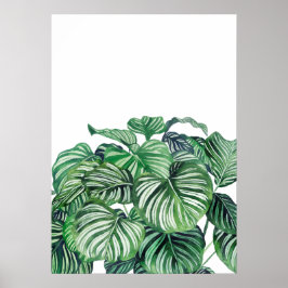 Póster Calthea Orbifolia