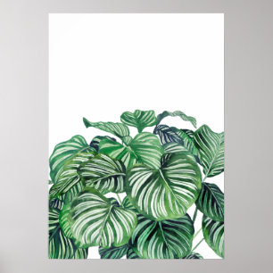 Póster Calthea Orbifolia