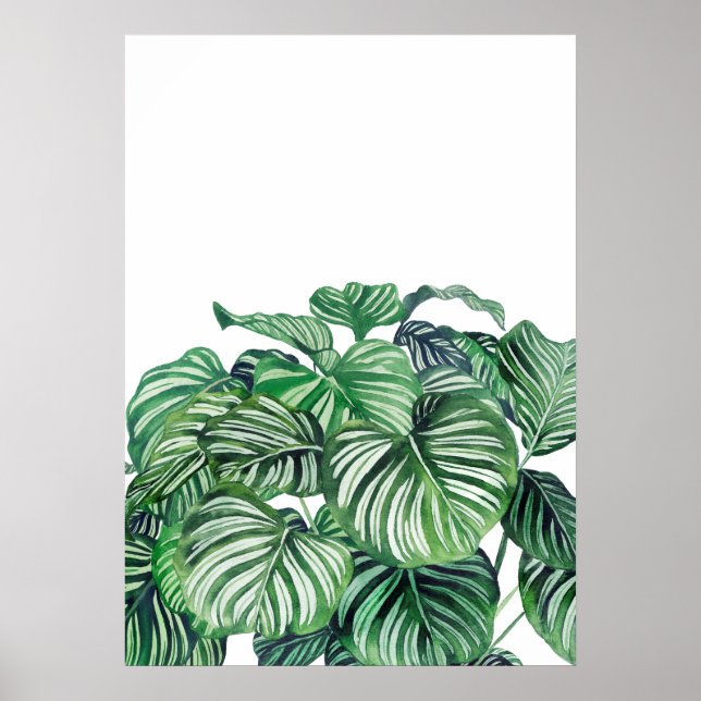 Póster Calthea Orbifolia (Frente)