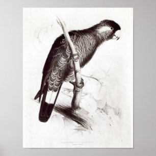 Póster Calyptorhynchus Baudinii, o el Cockatoo de Baudin