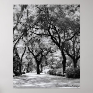 Póster Calzada meridional vieja