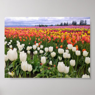 Póster Calzado de madera Tulip Farm