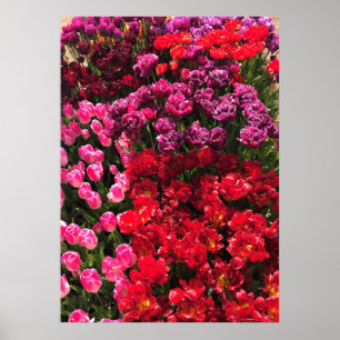 Póster Cama de jardín de tulipanes roja, púrpura y rosa,