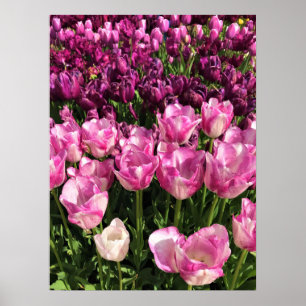 Póster Cama de jardín tulipán morado y rosa, Oregón