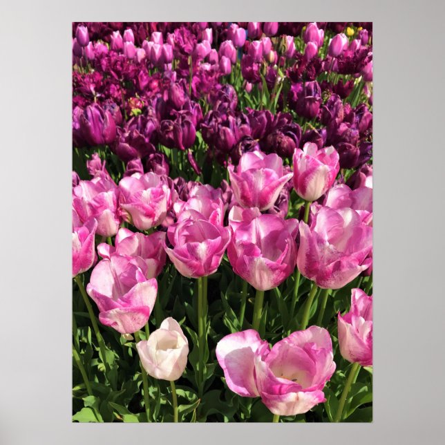 Póster Cama de jardín tulipán morado y rosa, Oregón (Frente)