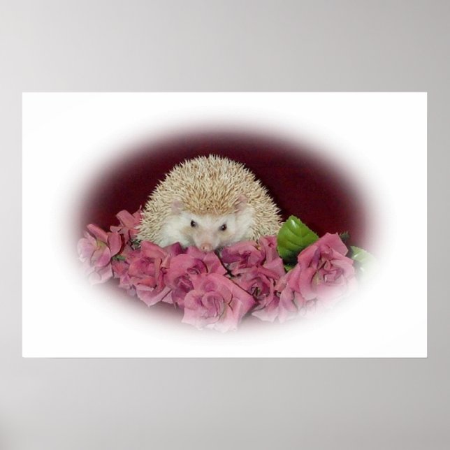 Póster Cama de Rosas Hedgehog (Frente)