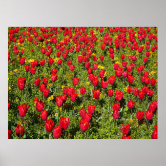Póster Cama de tulipanes
