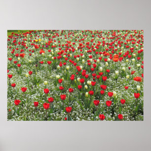 Póster Cama de tulipanes