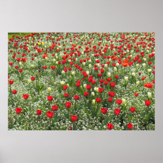 Póster Cama de tulipanes