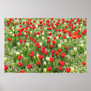 Póster Cama de Tulipanes, Jardines Gorsedd, Cardiff, Gale