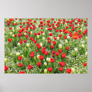Póster Cama de Tulipanes, Jardines Gorsedd, Cardiff, Gale