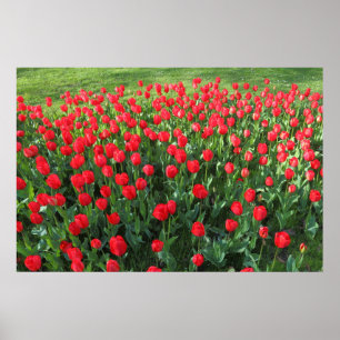 Póster Cama de Tulipanes Rojos 01