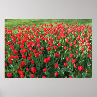 Póster Cama de Tulipanes Rojos 01