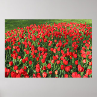 Póster Cama de Tulipanes Rojos 02