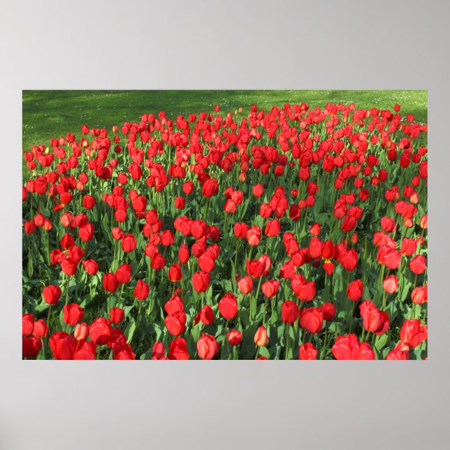 Póster Cama de Tulipanes Rojos 02 (Frente)