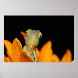 Póster camaleón