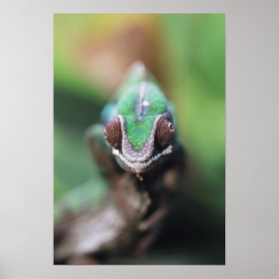 Póster Camaleón pantera de Madagascar con barra roja