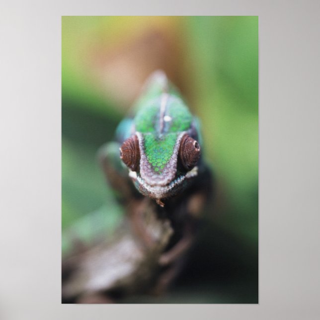 Póster Camaleón pantera de Madagascar con barra roja (Frente)