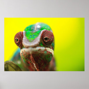 Póster Camaleón pantera, Madagascar