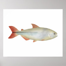 Póster Camapuã