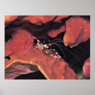 Póster Camarón de Coral con huevos