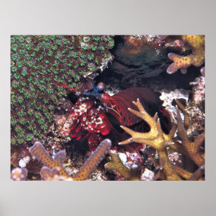 Póster Camarón de Mantis en el Coral