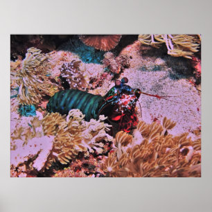 Póster Camarón de Mantis en el Coral