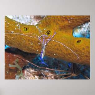 Póster Camarón de un pequeño limpiador azul
