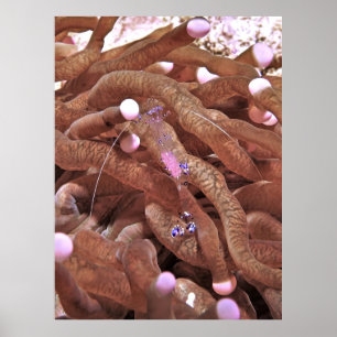 Póster Camarón transparente con huevos