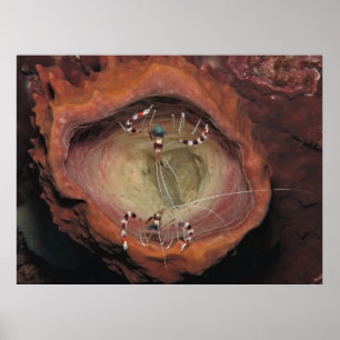 Póster Camarones limpios con bandas