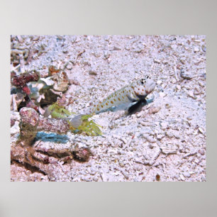Póster Camarones y gobos de camarón