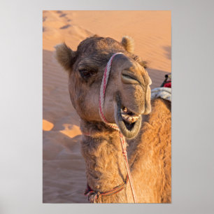 Póster Camel divertido