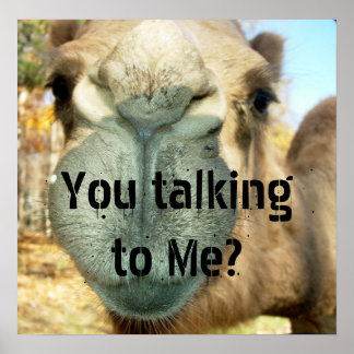 Póster Camel Face, ¿me hablas?