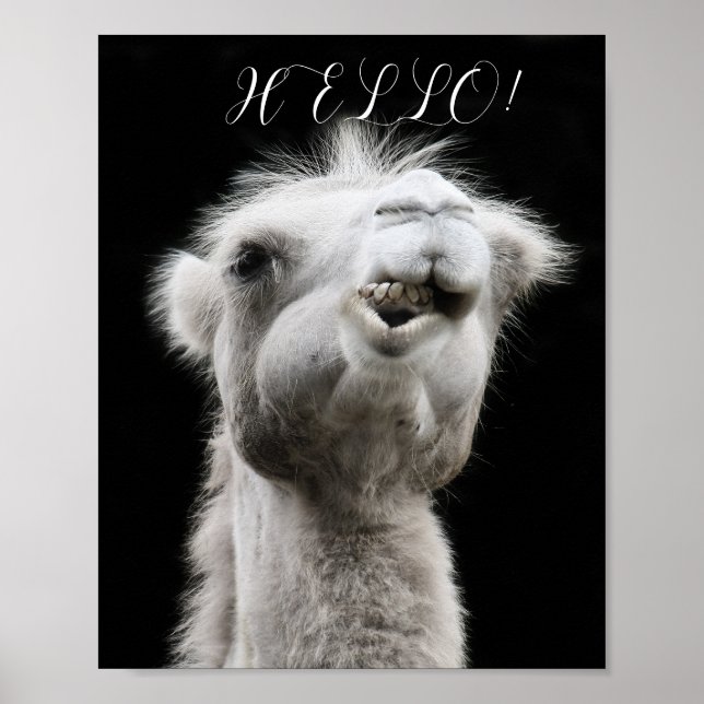 PÓSTER CAMEL HELLO (Frente)